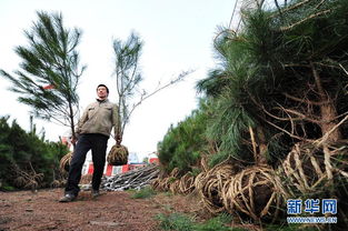宁夏南部山区掀起冬季植树造林热潮