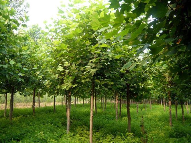 新采五角枫种子绿化树苗种子种植基地林木工程苗木种子批发