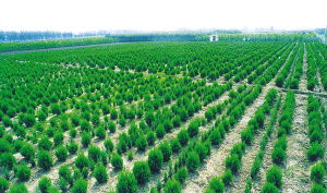 种子法 启航,我国现代林木种苗事业面临深层变革