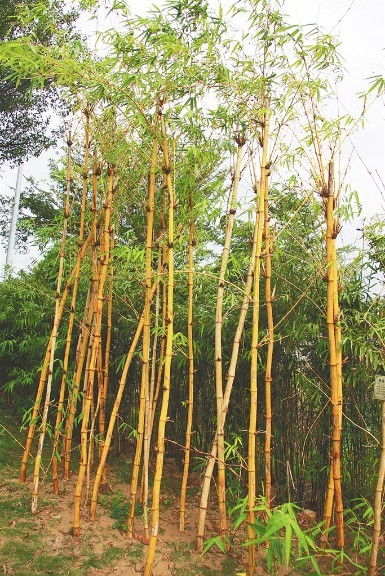 海南17个资源库收集保存林木种质资源超13万份