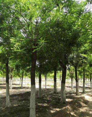山东17公分国槐树林木种植